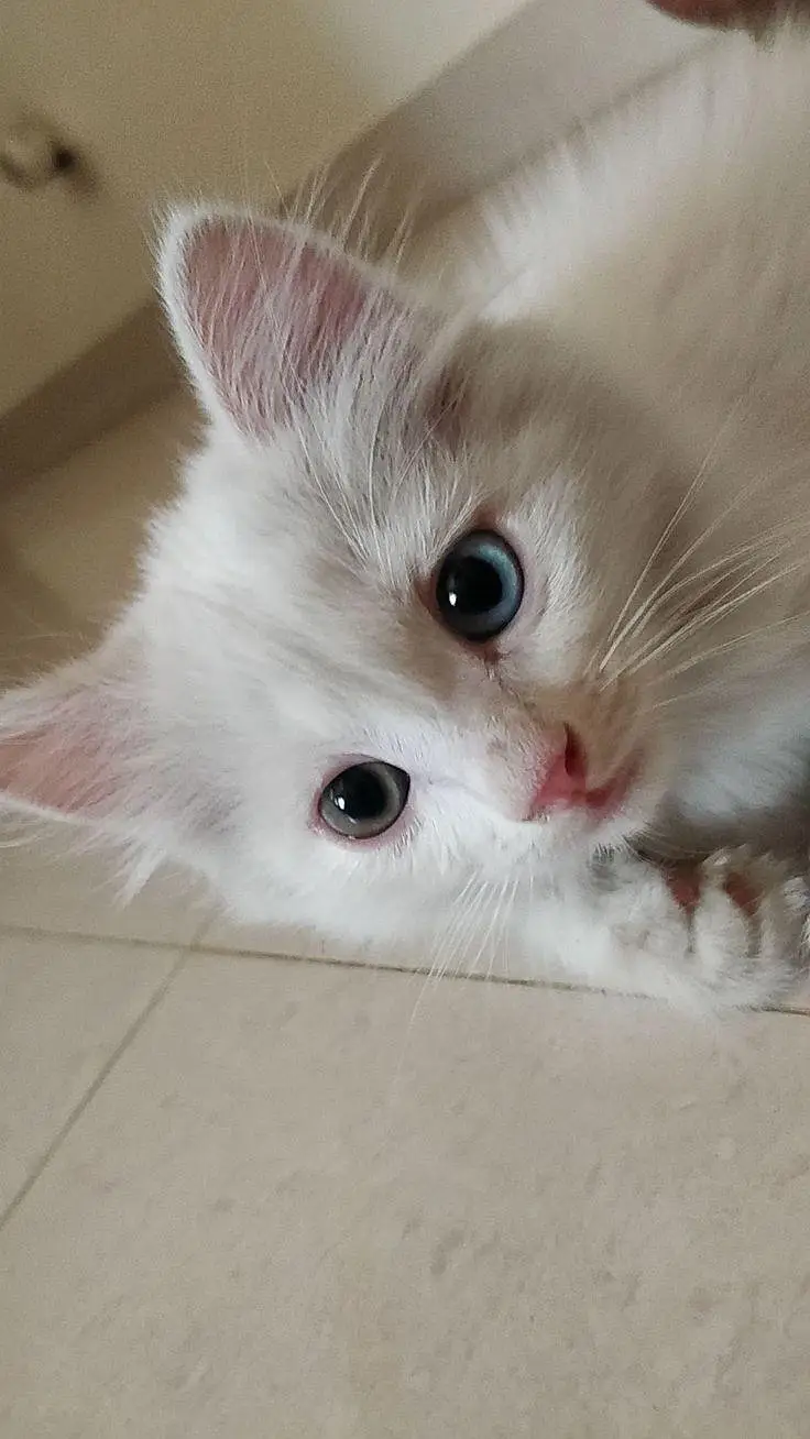 Pure Persian Kitten (1 Month Old) – Healthy & Cute — photo 4