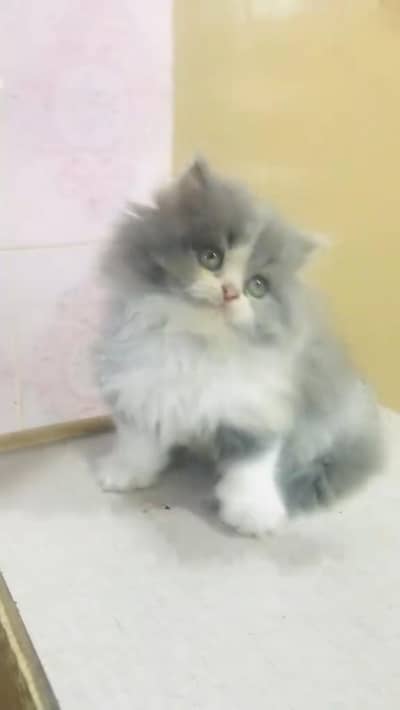 Quality Persian cat & Kittens. Male & female 03479996792. whatsapp