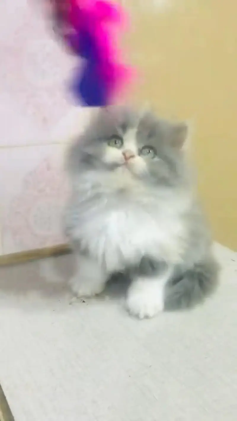 Quality Persian cat & Kittens. Male & female 03479996792. whatsapp — photo 2