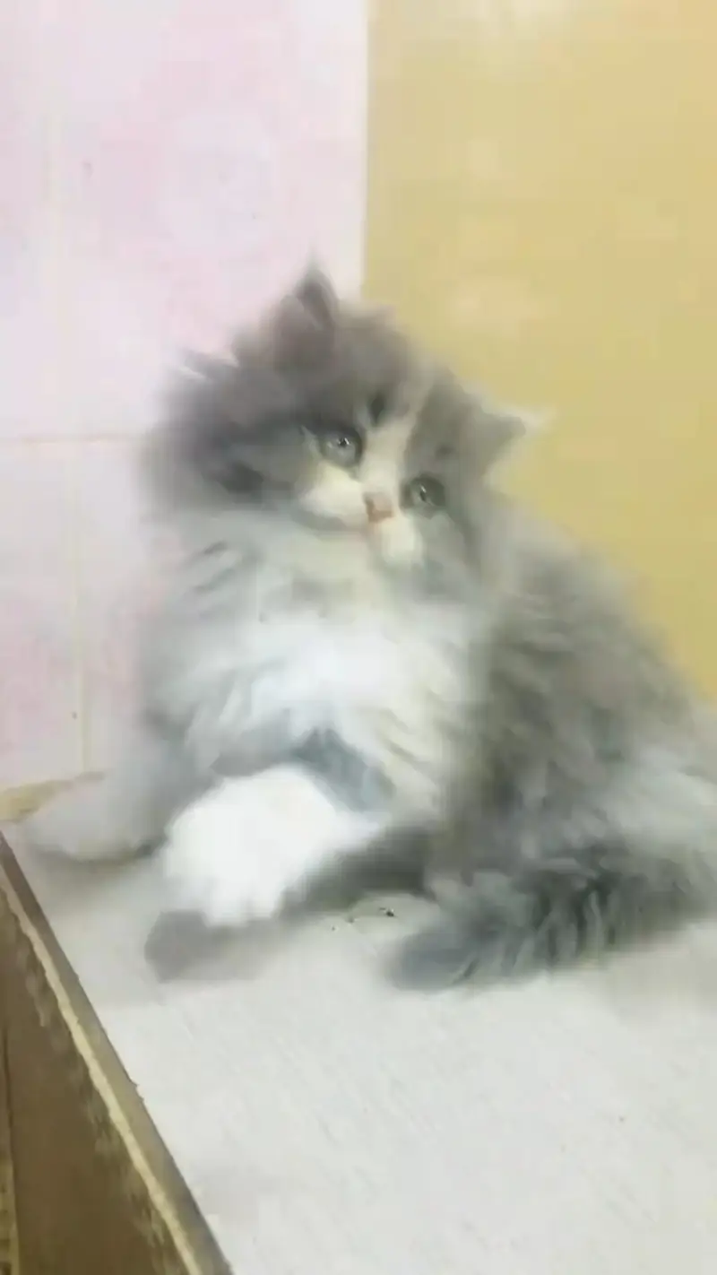 Quality Persian cat & Kittens. Male & female 03479996792. whatsapp — photo 3