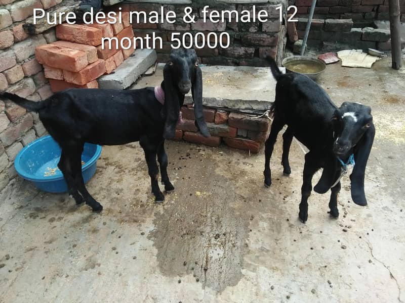 Goats 0