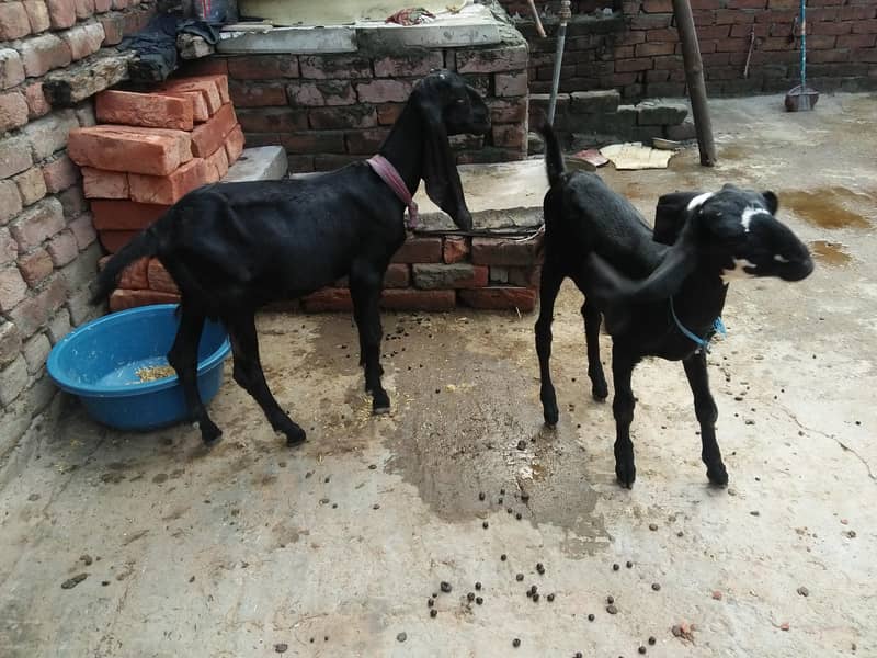 Goats 1