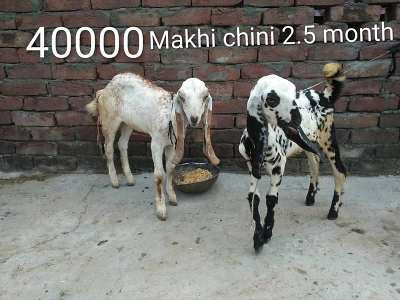 Goats 4