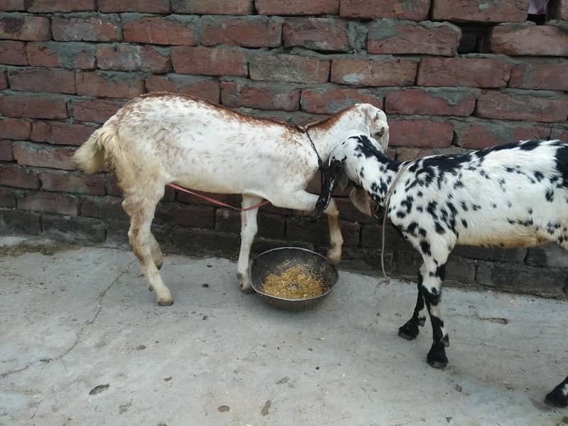 Goats 5