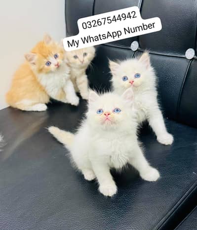 person kitten for urgent sale