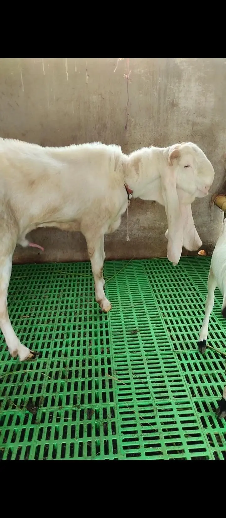 bakry ki jori 03243279031 — photo 2