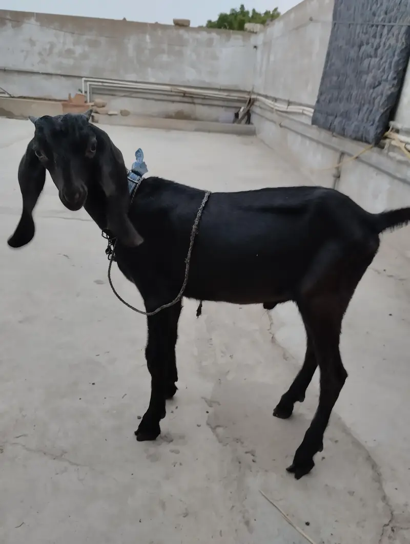 bakry ki jori 03243279031 — photo 4