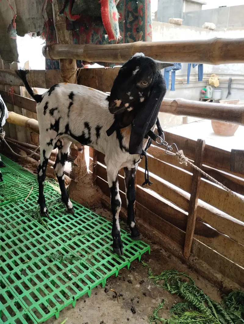 bakry ki jori 03243279031 — photo 10