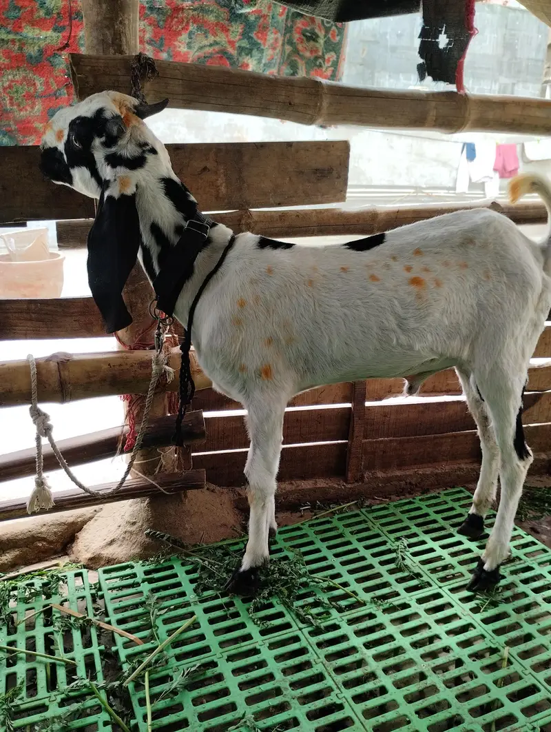 bakry ki jori 03243279031 — photo 11