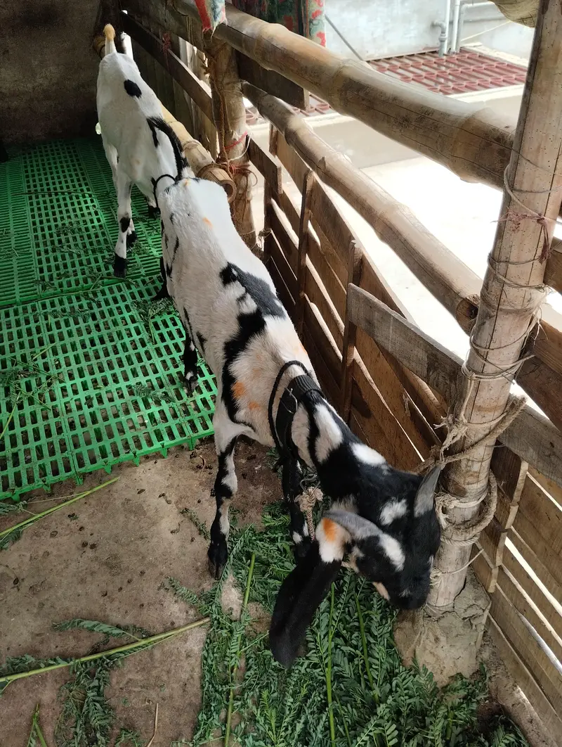 bakry ki jori 03243279031 — photo 12