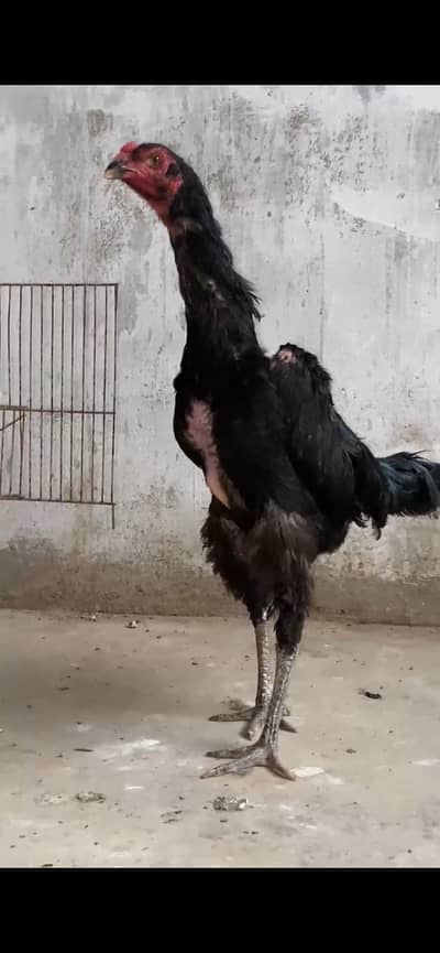 German Shamo Breeder female