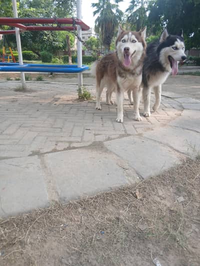 beautifull pair of siberian husky   