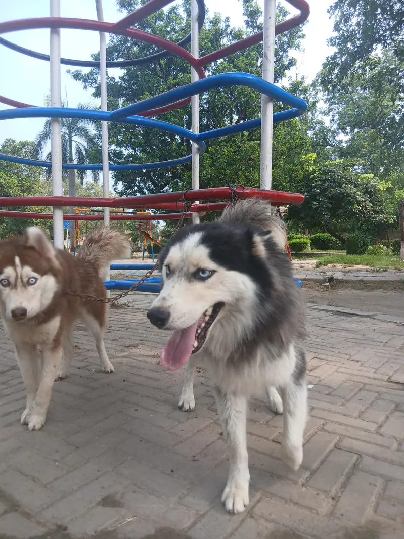 beautifull pair of siberian husky white blue eyes  and silky puff — photo 3