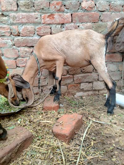 goat  for sale urgent 2 female 1male teddy nasal so beautiful