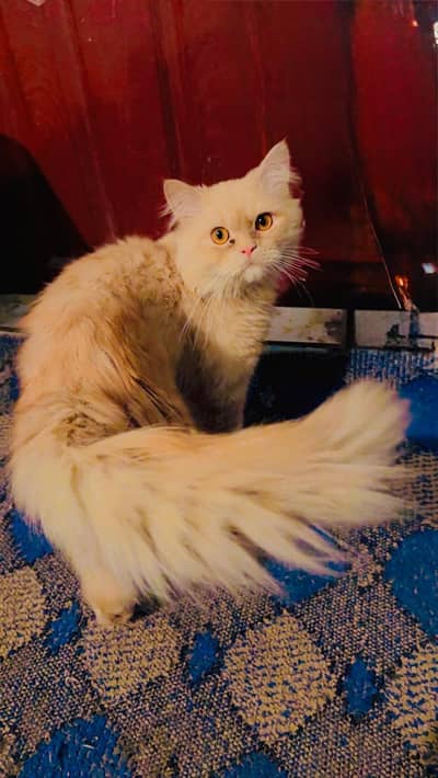 persisan cat for sale