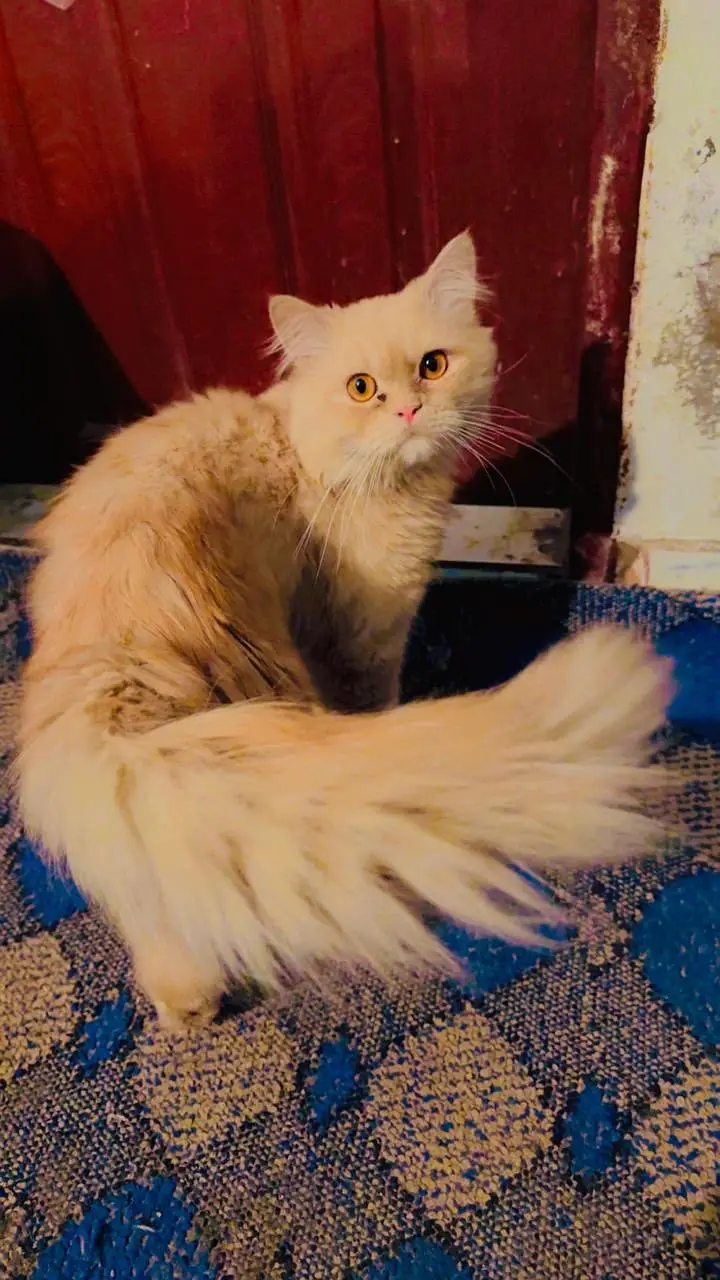 persisan cat for sale — photo 2