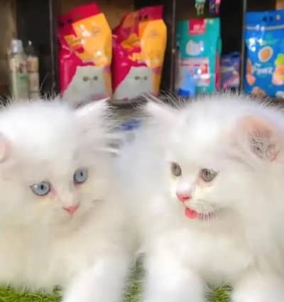 (Persian female kitten) (for sale all) (Pakistan delivery available)