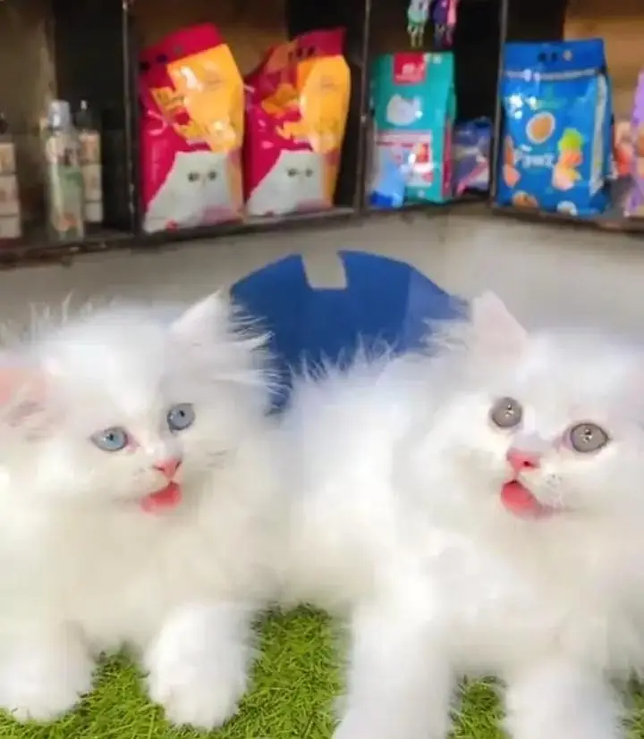 (Persian female kitten) (for sale all) (Pakistan delivery available) — photo 2
