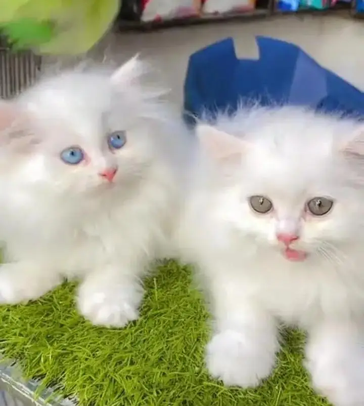 (Persian female kitten) (for sale all) (Pakistan delivery available) — photo 3