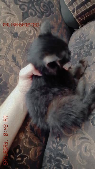 Persian cat double coat( black)