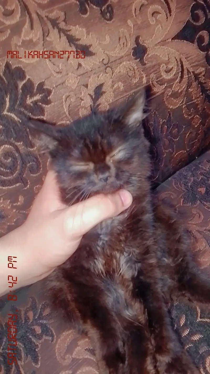 Persian cat double coat( black) — photo 2
