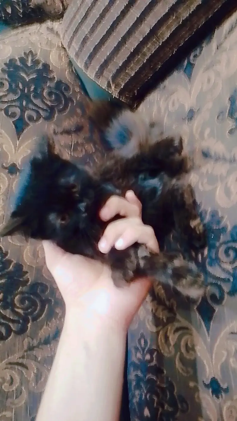 Persian cat double coat( black) — photo 3