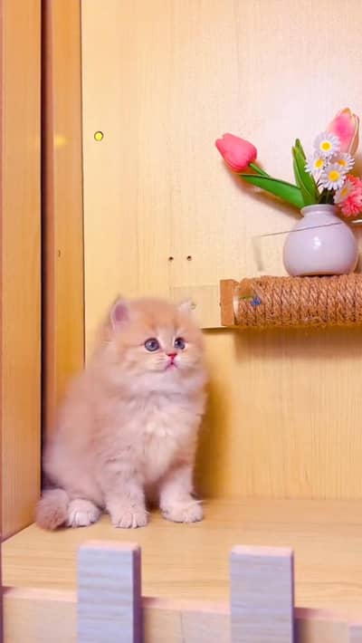 Quality Persian cat & Kittens. Male & female 03479996792. whatsapp