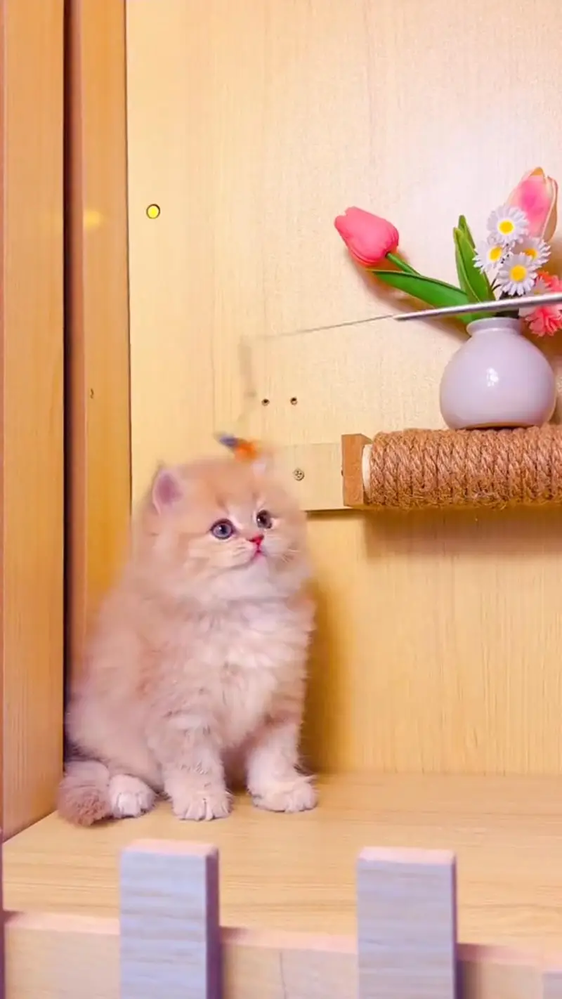 Quality Persian cat & Kittens. Male & female 03479996792. whatsapp — photo 2