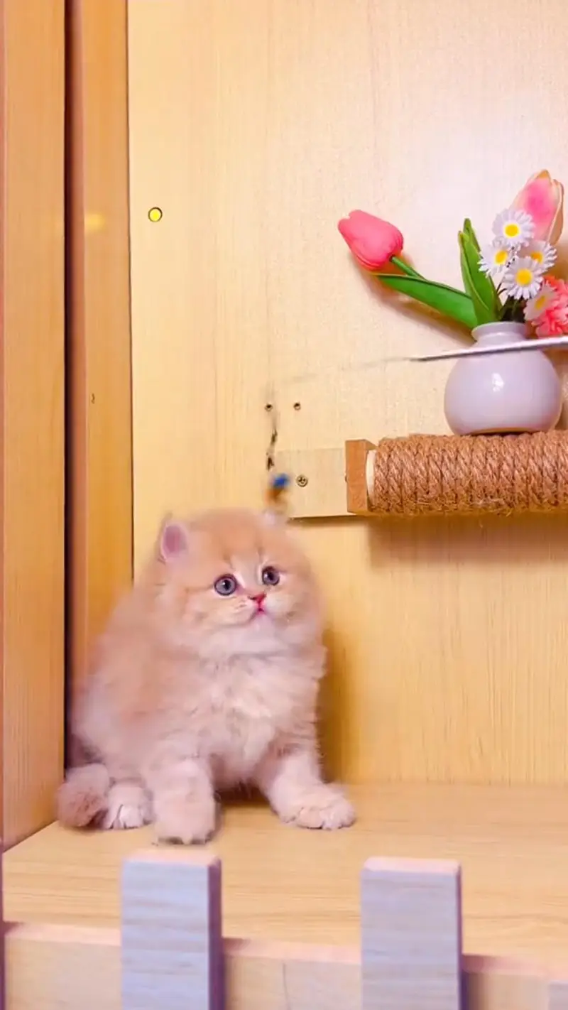Quality Persian cat & Kittens. Male & female 03479996792. whatsapp — photo 3