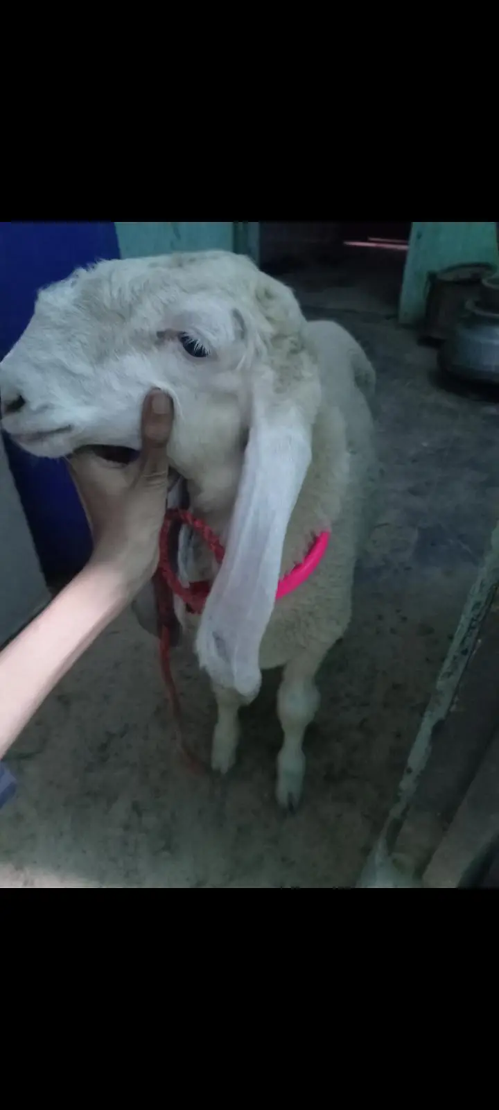 full gulabi larkhana male