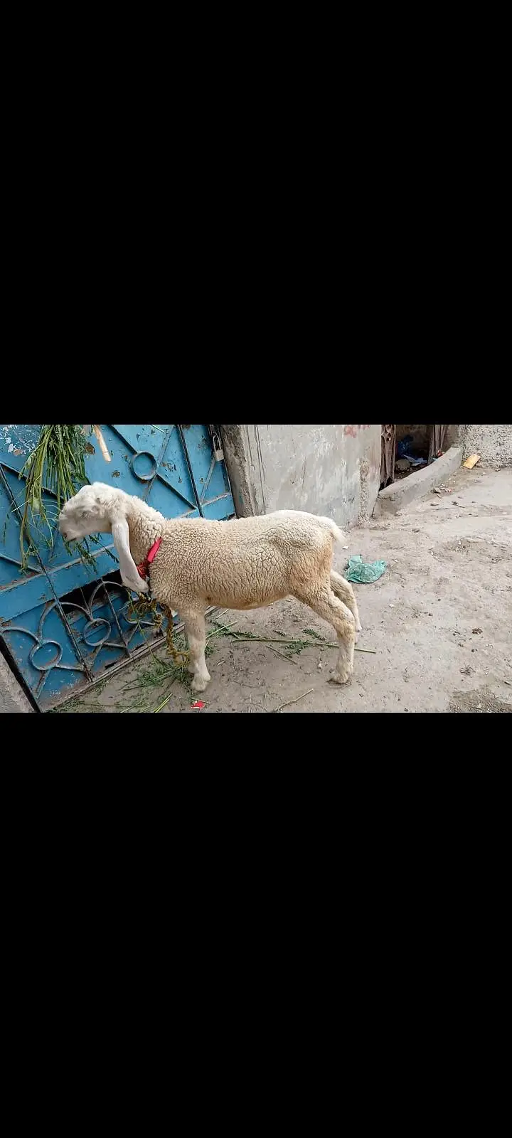 full gulabi larkhana male — photo 2