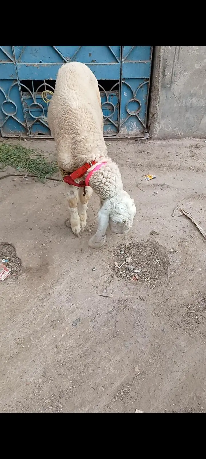 full gulabi larkhana male — photo 3
