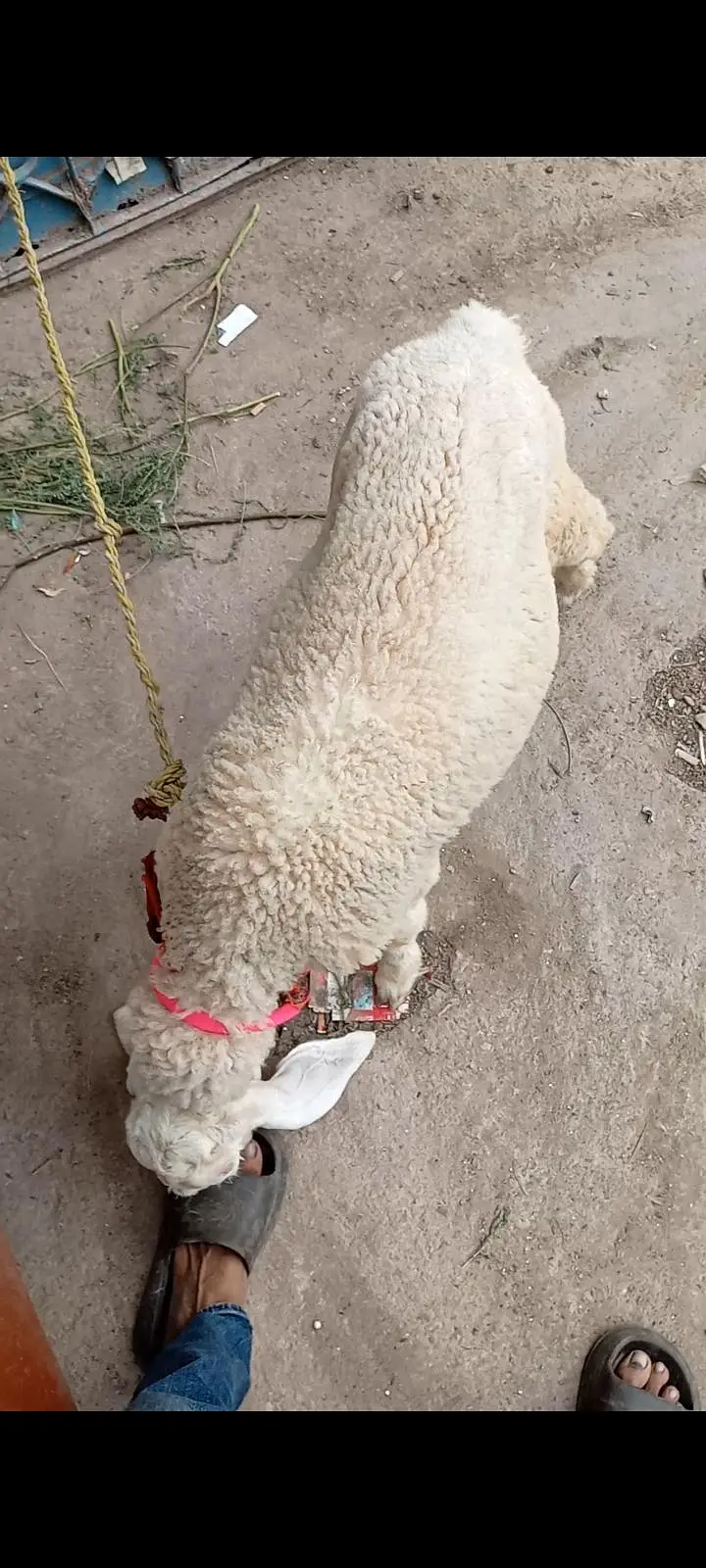 full gulabi larkhana male — photo 4