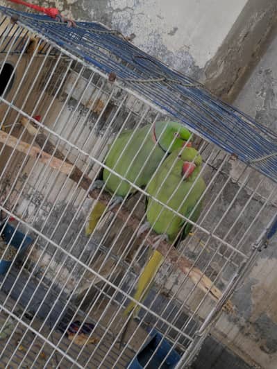 parrot breeding pear