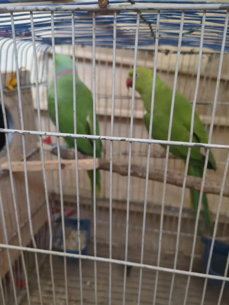 parrot breeding pear — photo 2
