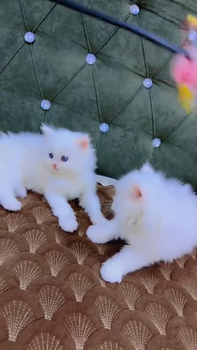 Quality Persian cat & Kittens. Male & female 03479996792. whatsapp