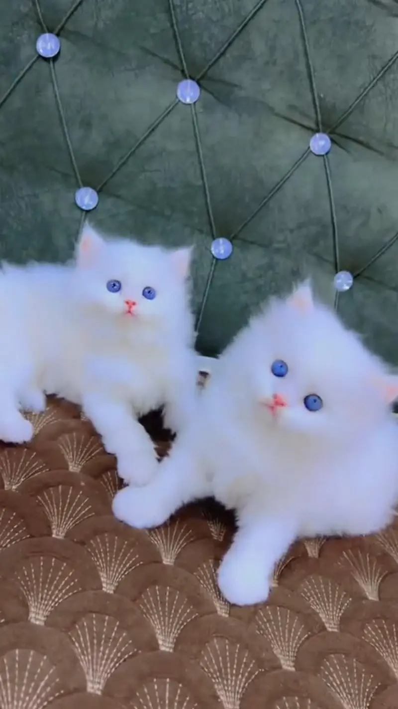 Quality Persian cat & Kittens. Male & female 03479996792. whatsapp — photo 2