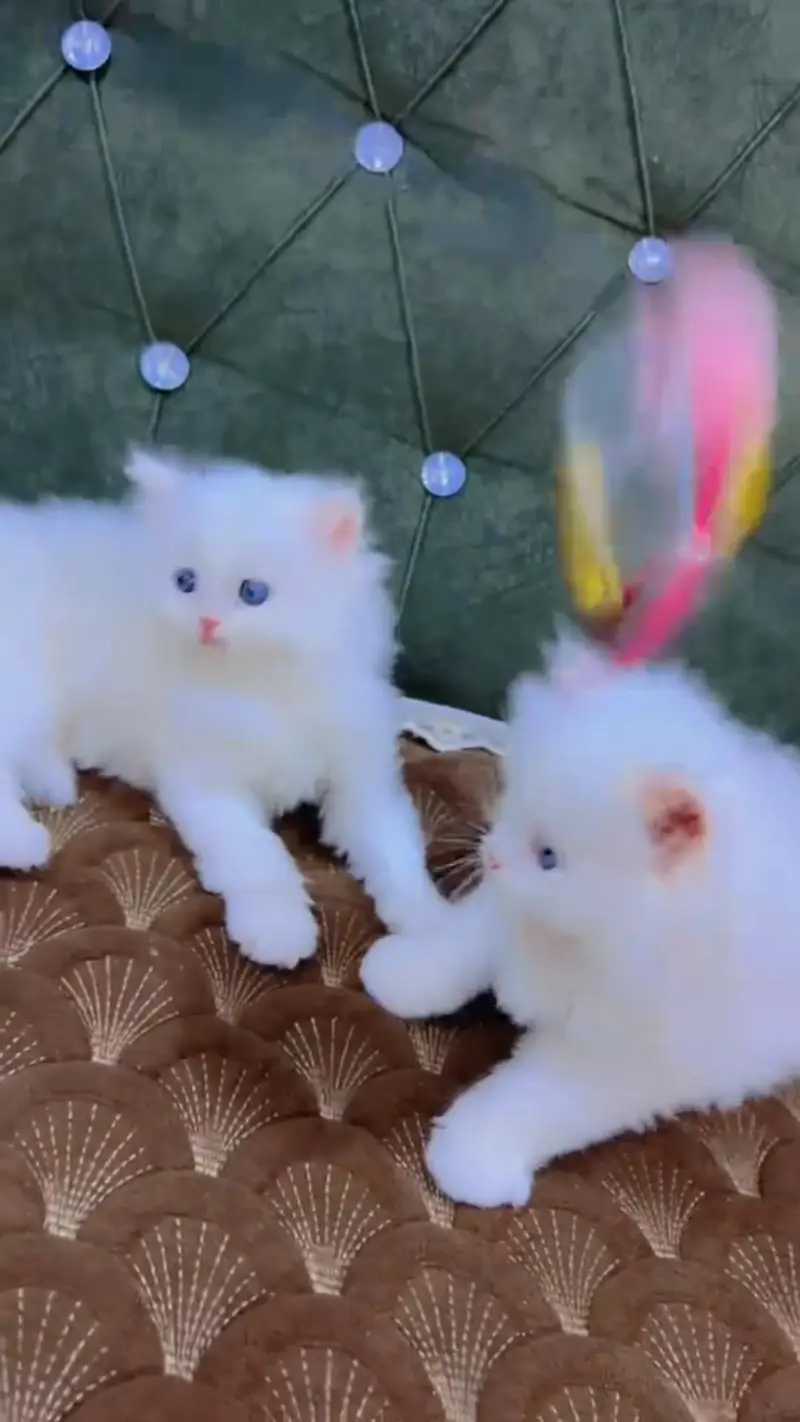 Quality Persian cat & Kittens. Male & female 03479996792. whatsapp — photo 3