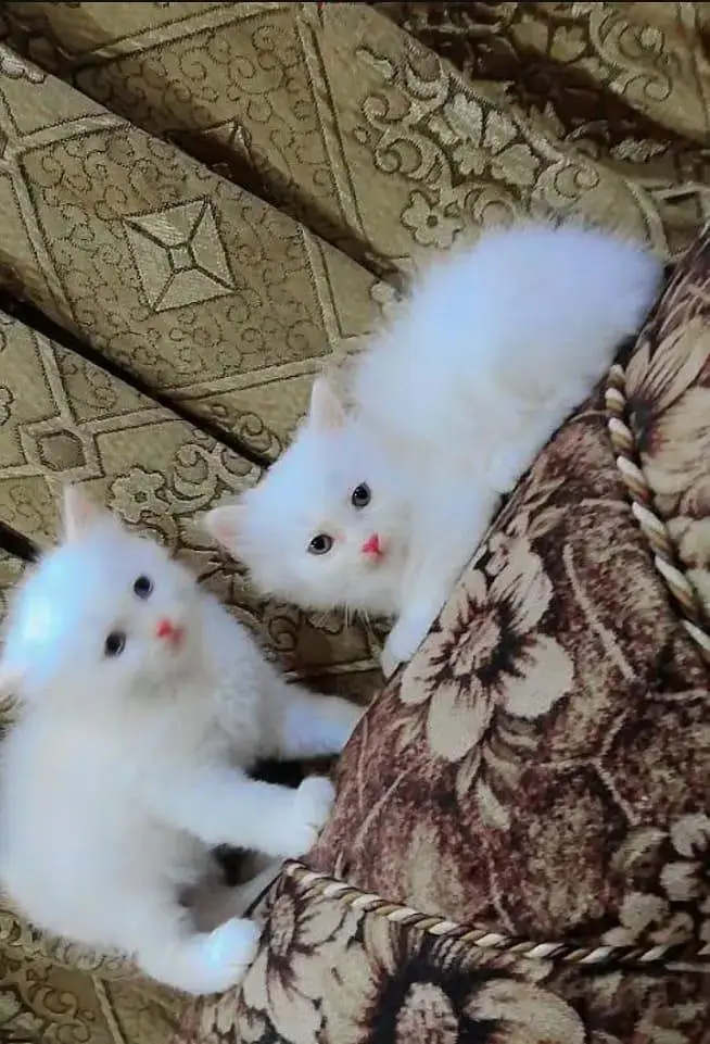 Persian cat for sale — photo 2