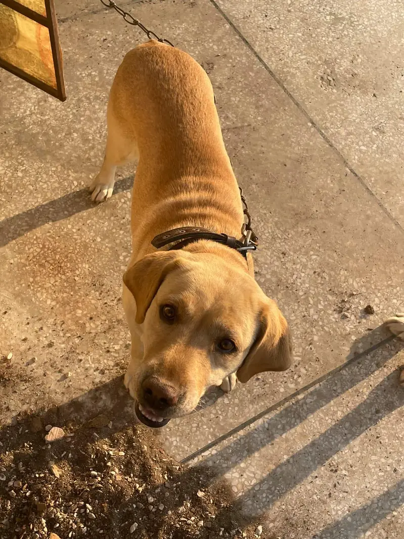 LABRADOR RETRIEVER  PAIR UP FOR SALE — photo 2
