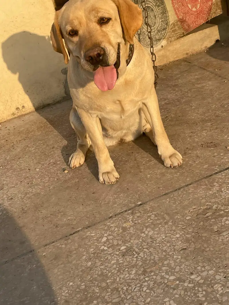 LABRADOR RETRIEVER  PAIR UP FOR SALE — photo 3