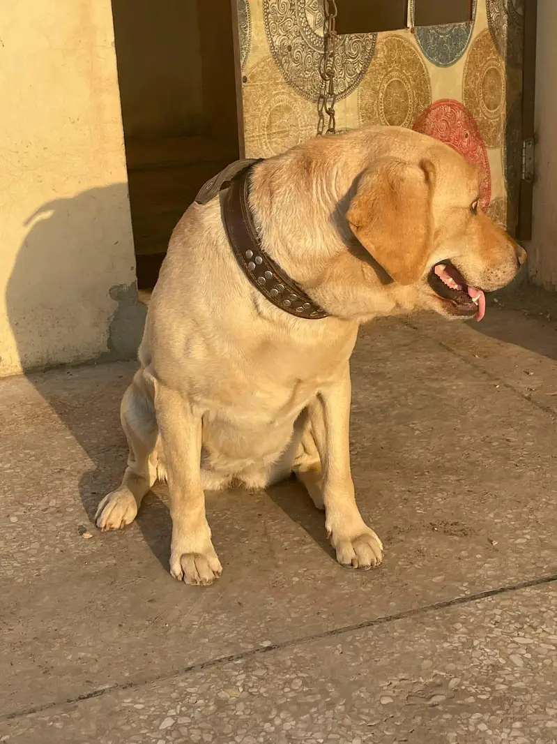 LABRADOR RETRIEVER  PAIR UP FOR SALE — photo 4