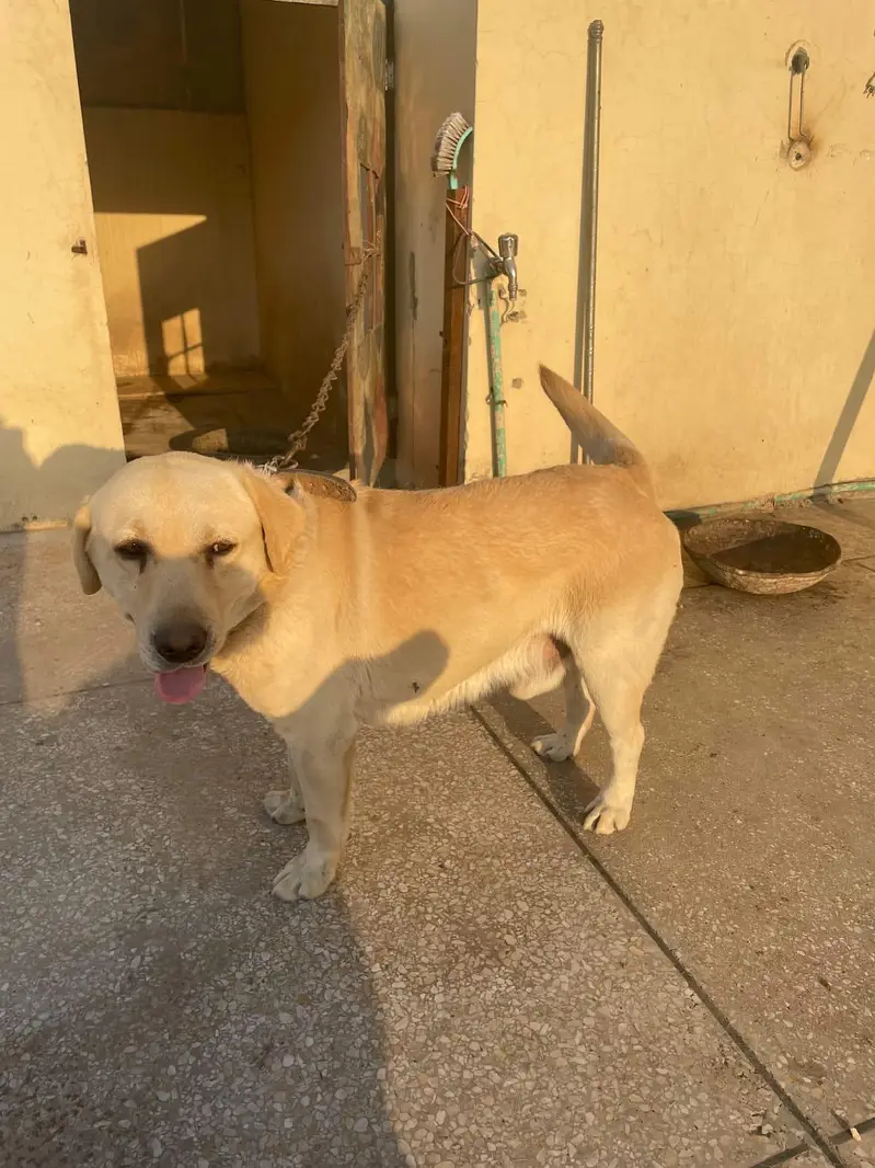 LABRADOR RETRIEVER  PAIR UP FOR SALE — photo 6