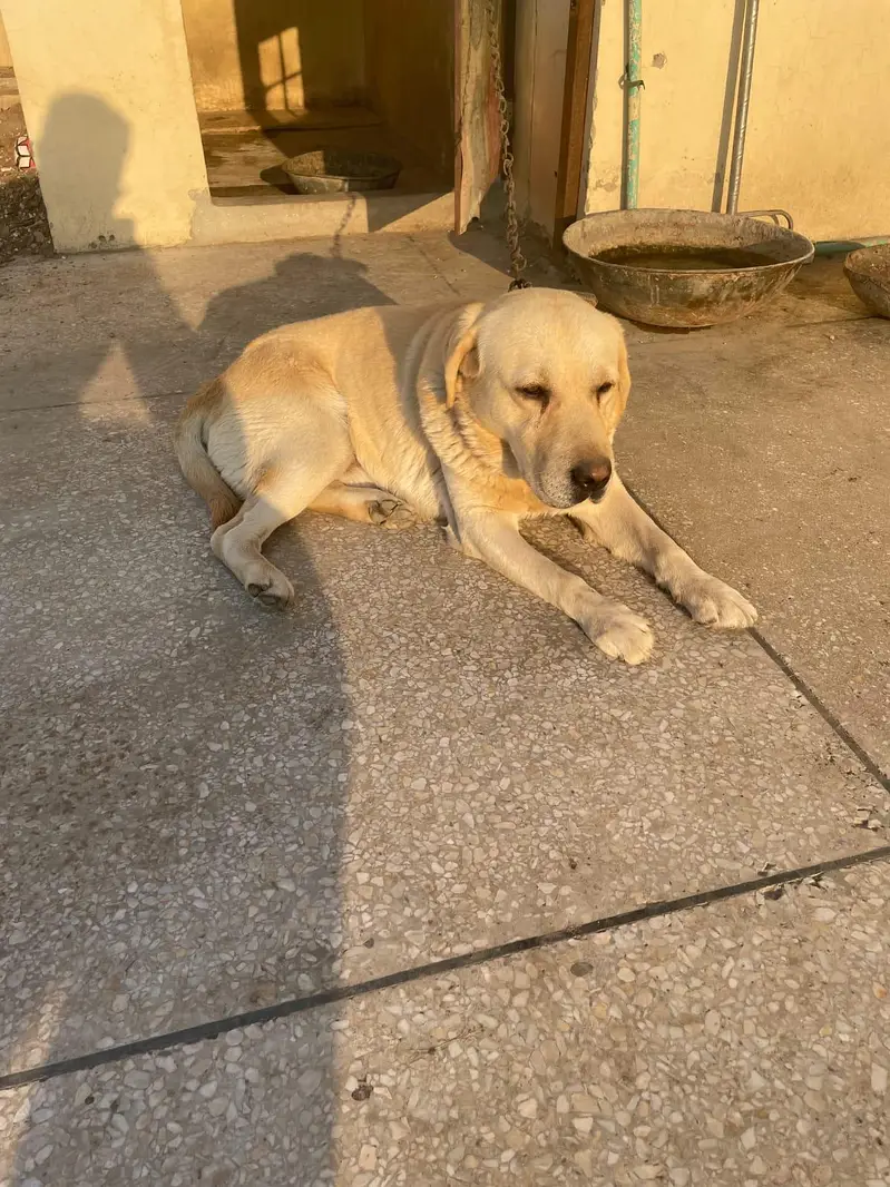 LABRADOR RETRIEVER  PAIR UP FOR SALE — photo 7