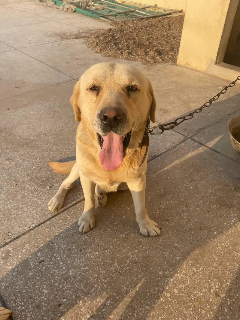 LABRADOR RETRIEVER  PAIR UP FOR SALE — photo 8