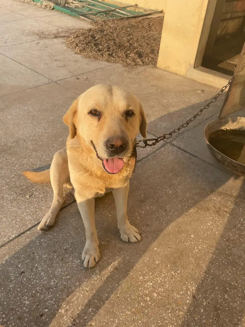 LABRADOR RETRIEVER  PAIR UP FOR SALE — photo 9