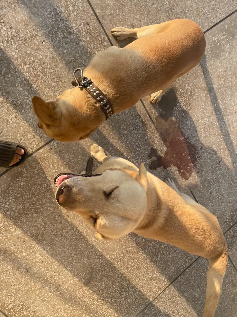 LABRADOR RETRIEVER  PAIR UP FOR SALE — photo 10