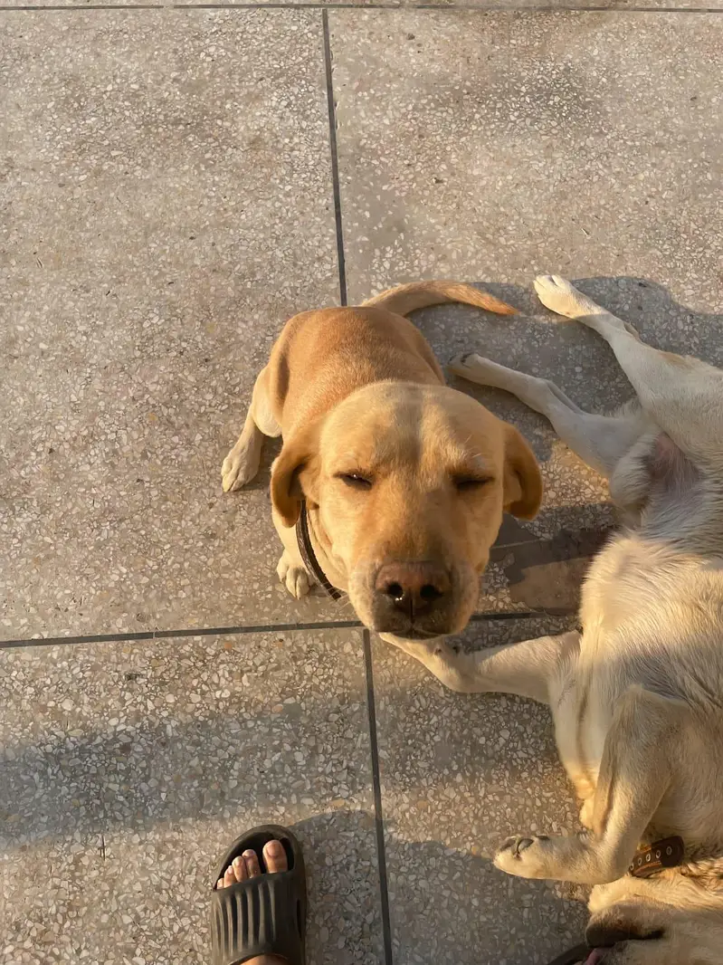 LABRADOR RETRIEVER  PAIR UP FOR SALE — photo 11