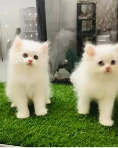 (Persian female kitten) (for sale all) (Pakistan delivery available)