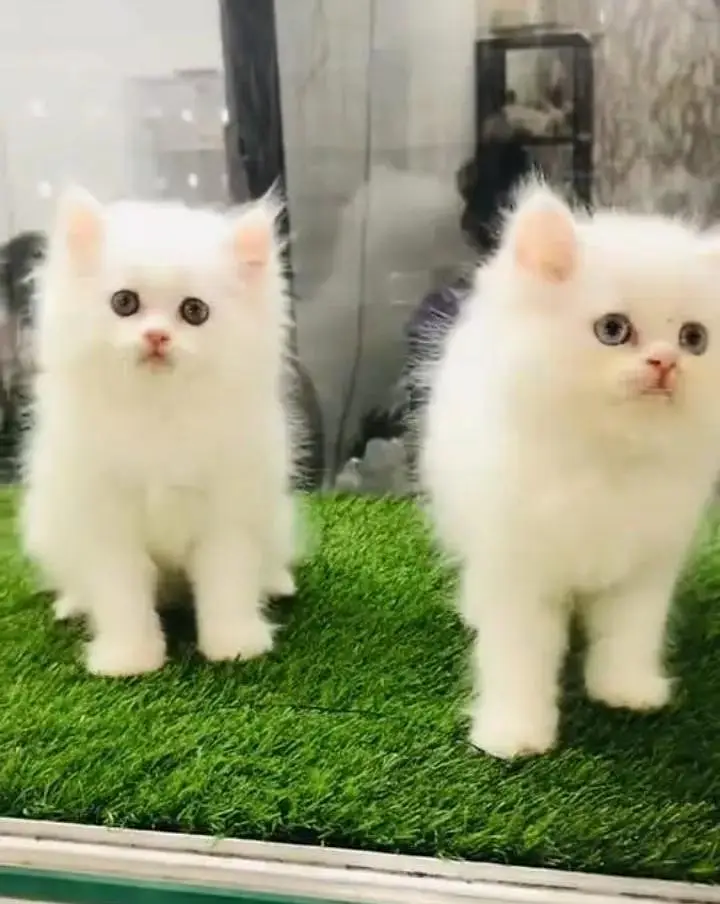 (Persian female kitten) (for sale all) (Pakistan delivery available) — photo 2